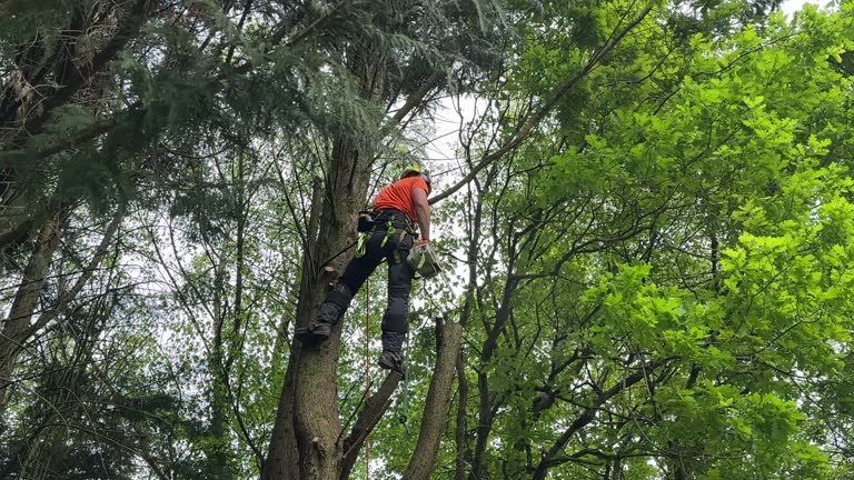 Reliable Fairview, CA Tree Removal and Landscaping Services Solutions